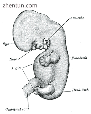 The ear develops in the lower neck region and moves upwards as the mandible develops..png