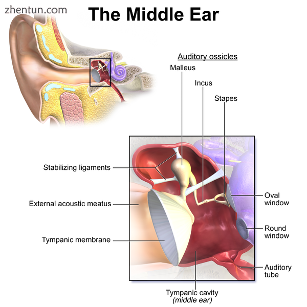 The middle ear.png