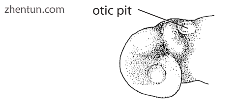 The otic placode visible on this sketch of a developing embryo..png