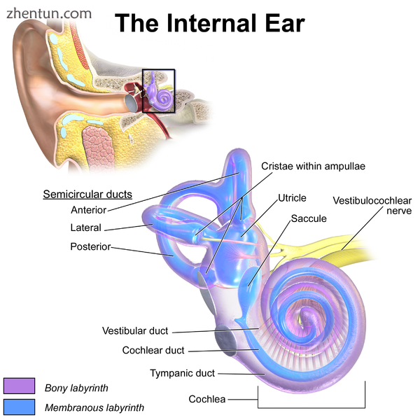 The outer ear receives sound, transmitted through the ossicles of the middle ear.png