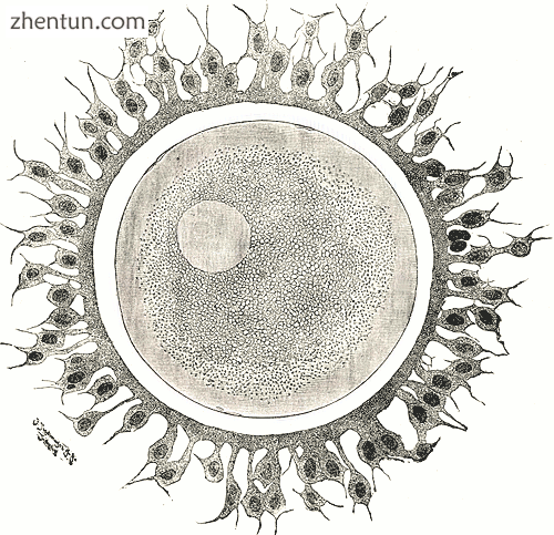 A human egg cell with surrounding corona radiata.png
