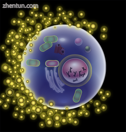 Diagram of a human egg cell.png