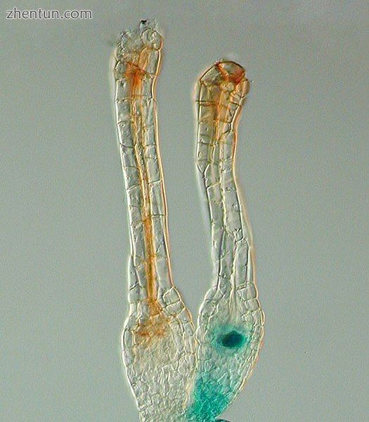 Gene expression pattern determined by histochemical GUS assays in Physcomitrella.jpg