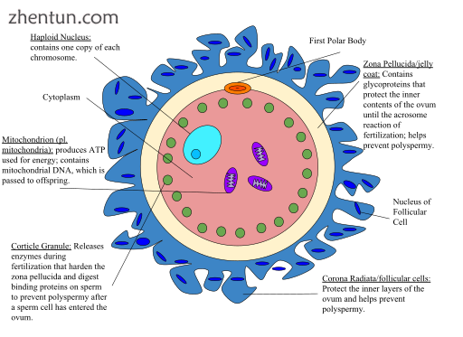 Human egg cell.png