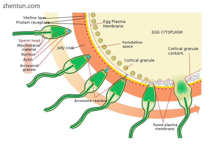 The process of fertilizing an ovum (Top to bottom).png