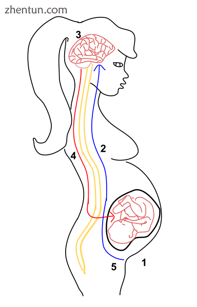 When the head of the fetus pushes against the cer.png
