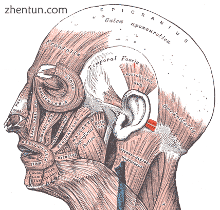 The soft tissues of the ear  the anatomic location of the posterior muscle of th.png