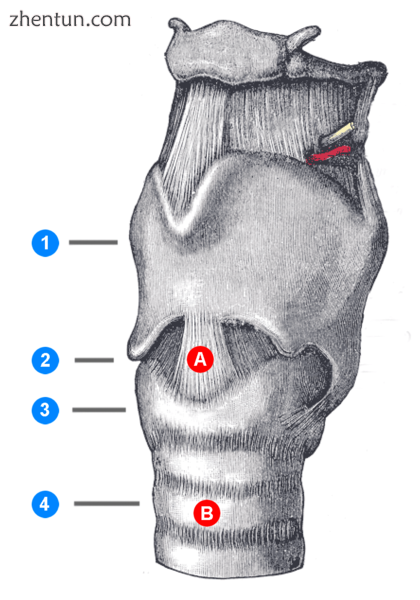 Laryngeal structures, trachea (1 - 4) and invasive procedures (A - B) (1) Thyroi.png