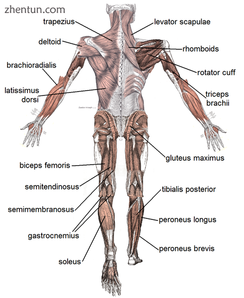 Skeletal muscles, viewed from the back.png