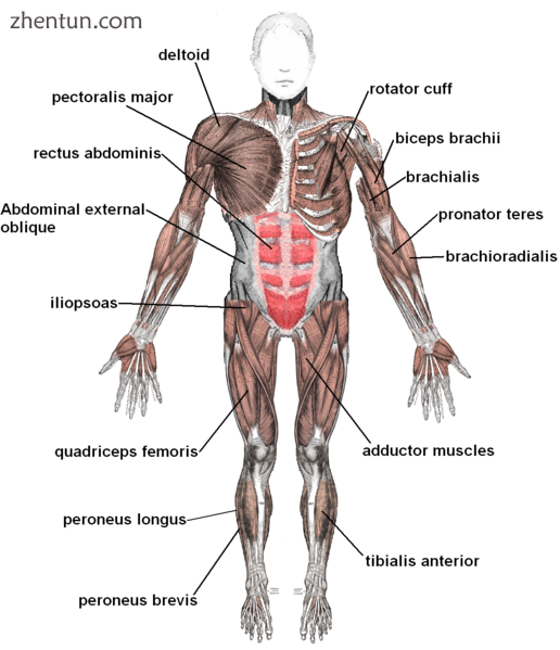 Skeletal muscles, viewed from the front.png
