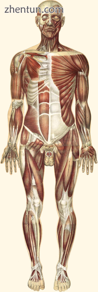 The human muscles, seen from the front. 19th century illustration..png