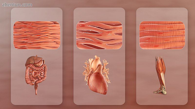 Three distinct types of muscles (L to R).jpg