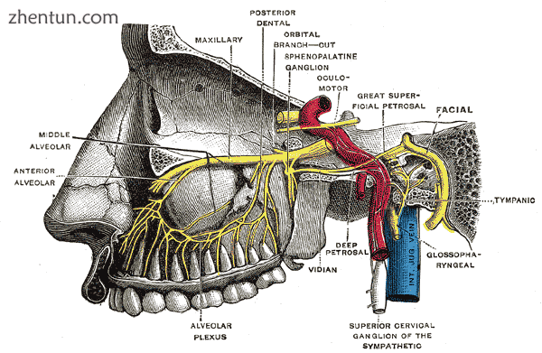 Alveolar branches of superior maxillary nerve and sphenopalatine ganglion..png