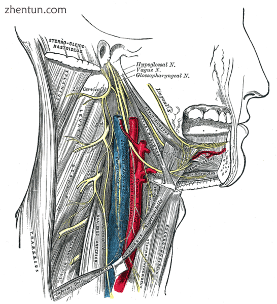 Hypoglossal nerve, cervical plexus, and their branches..png