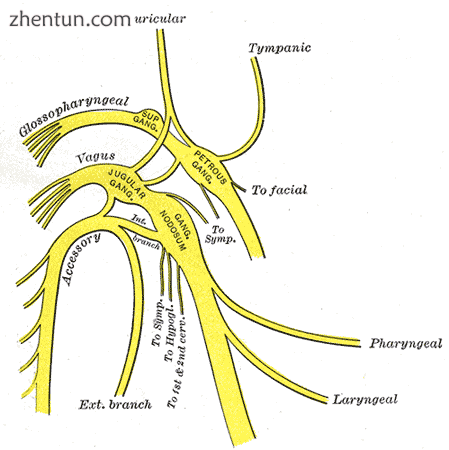 Plan of the upper portions of the glossopharyngeal, vagus, and accessory nerves..png