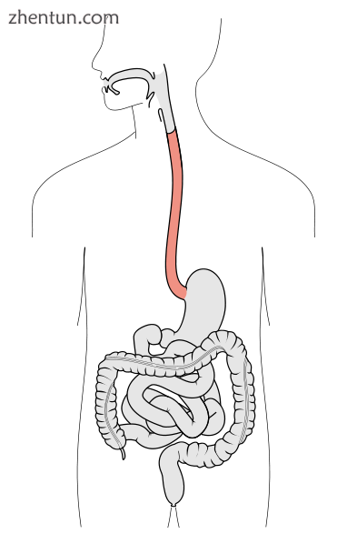 The digestive tract, with the esophagus marked.png