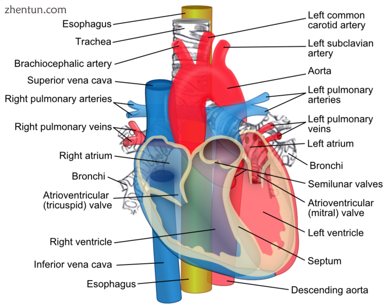 The esophagus (yellow) passes behind the trachea and the heart..png