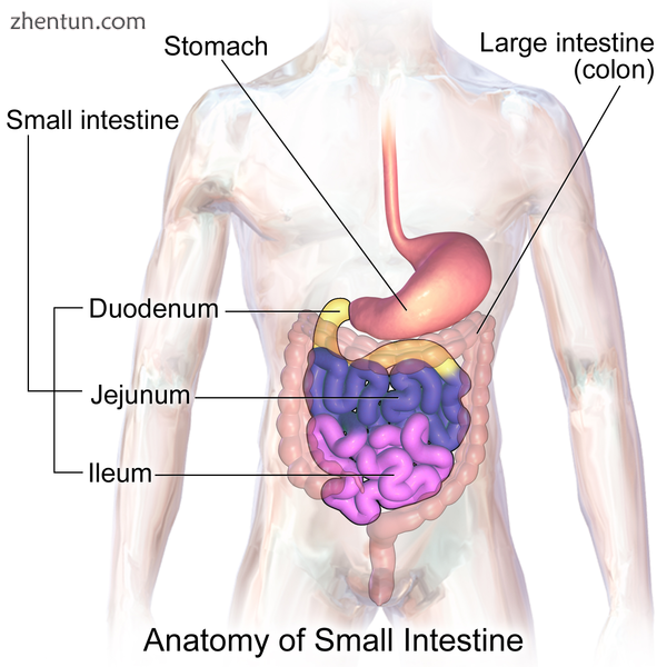 Diagram showing the small intestine and surrounding structures.png