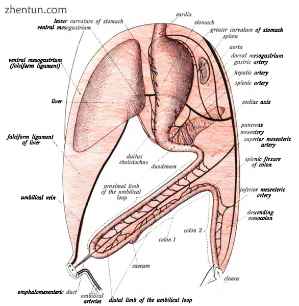 First stage of the development of the intestinal canal and the peritoneum, seen .png
