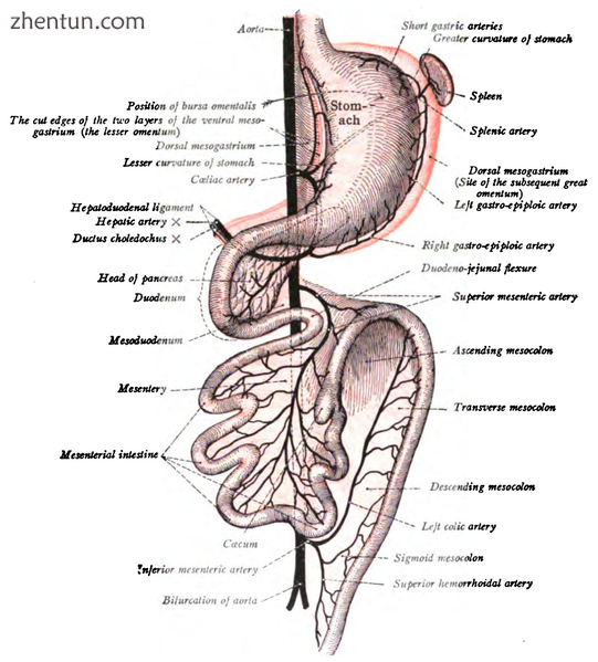 Second stage of development of the intestinal canal and peritoneum, s.png