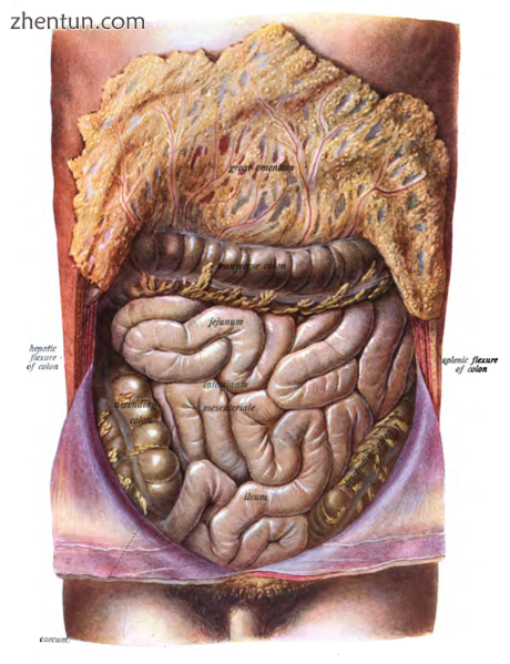 Small intestine in situ, greater omentum folded upwards..png