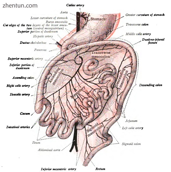 Third state of the development of the intestinal canal and peritoneum, seen from.png