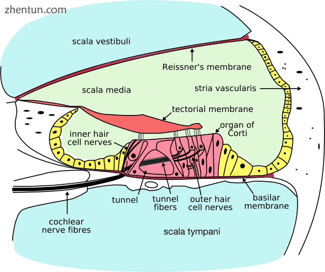 Cross-section of cochlea. Perilymph is located in the scala tympani and scala ve.png