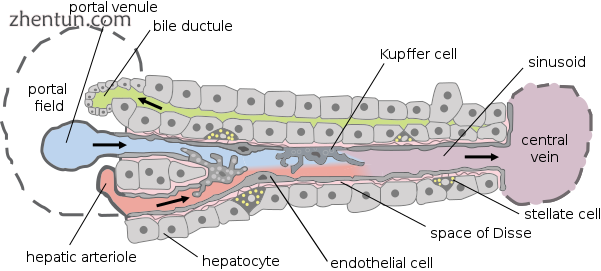 Cells, ducts, and blood vessels.png