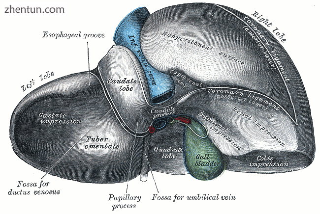 Impressions of the liver.png