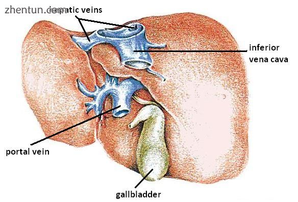 Liver veins.jpg