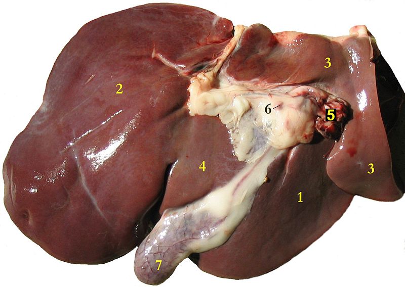 Sheep&#039;s liver.jpg