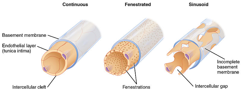 Types of capillaries–sinusoid on right.jpg