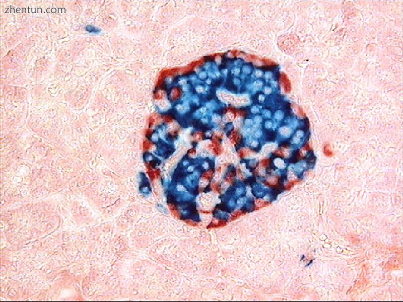 A pancreatic islet that uses fluorescent antibodies to sh.jpg