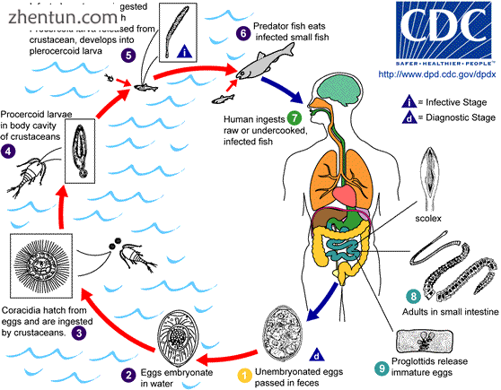 Life cycle of Diphyllobothrium latum relies.png