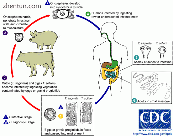 Life cycle of the eucestode Taenia Inset 5 shows the scolex.gif