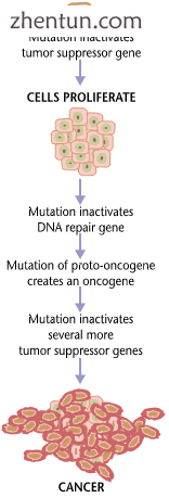 Cancers are caused by a series of mutations. Each mutation alters the behavior o.png