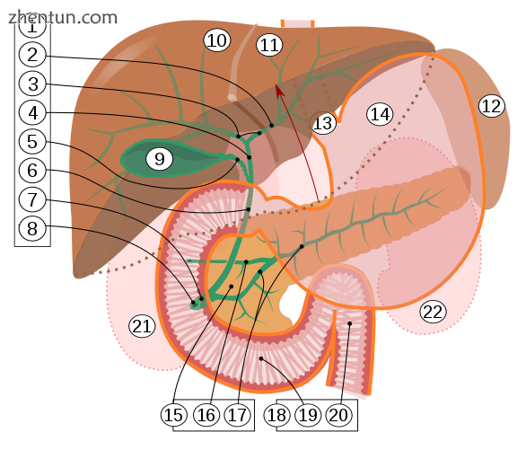 1. Bile ducts 2. Intrahepatic bil.png