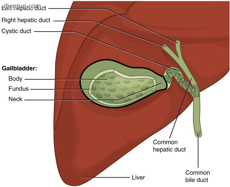 The gallbladder sits beneath the liver.2.jpg