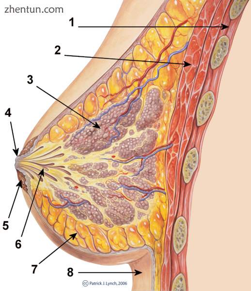 The breast cross-section scheme of the mammary gland..png