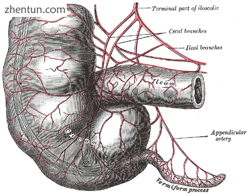 Arteries of cecum and appendix (appendix labeled as vermiform process at lower right).png