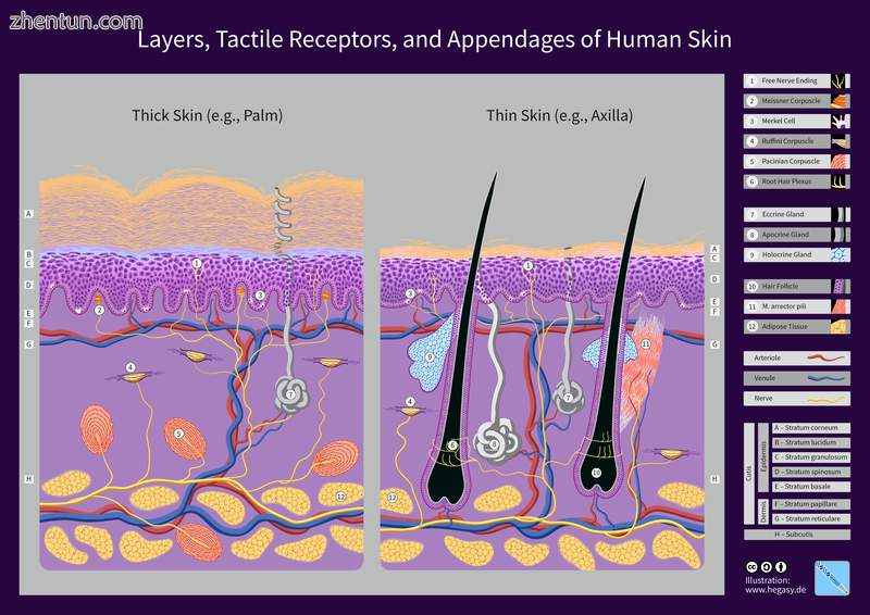ayers, Receptors, and Appendages of Human Skin.png