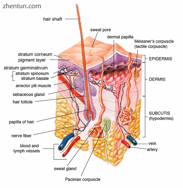epidermis, dermis, and subcutis, showing a hair follicle, gland, and sebaceous gland.png