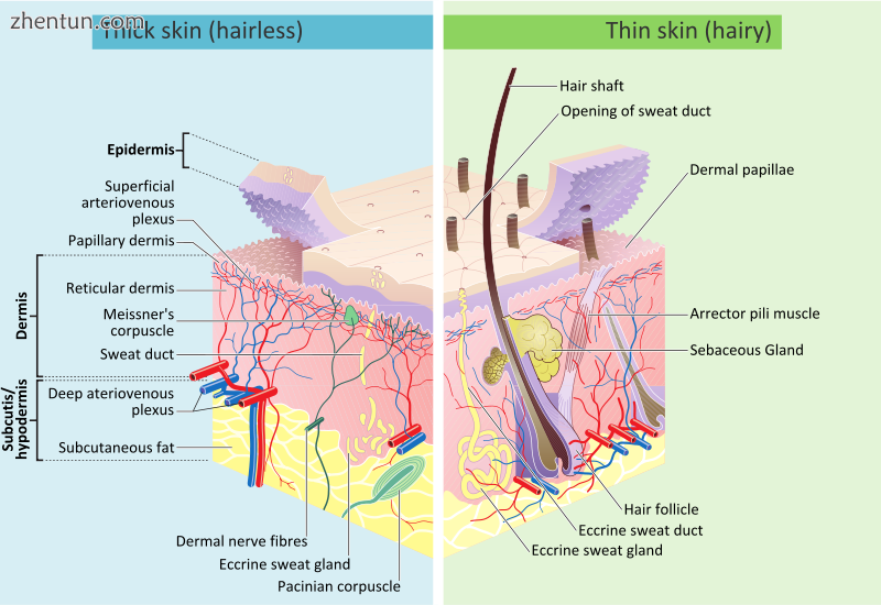 Skin layers, of both hairy and hairless skin.png