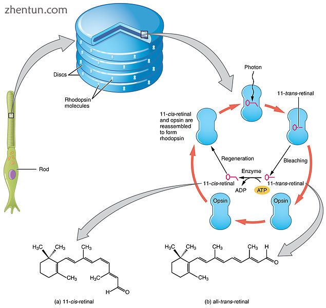 The absorption of light leads to an isomeric change in the retinal molecule..jpg