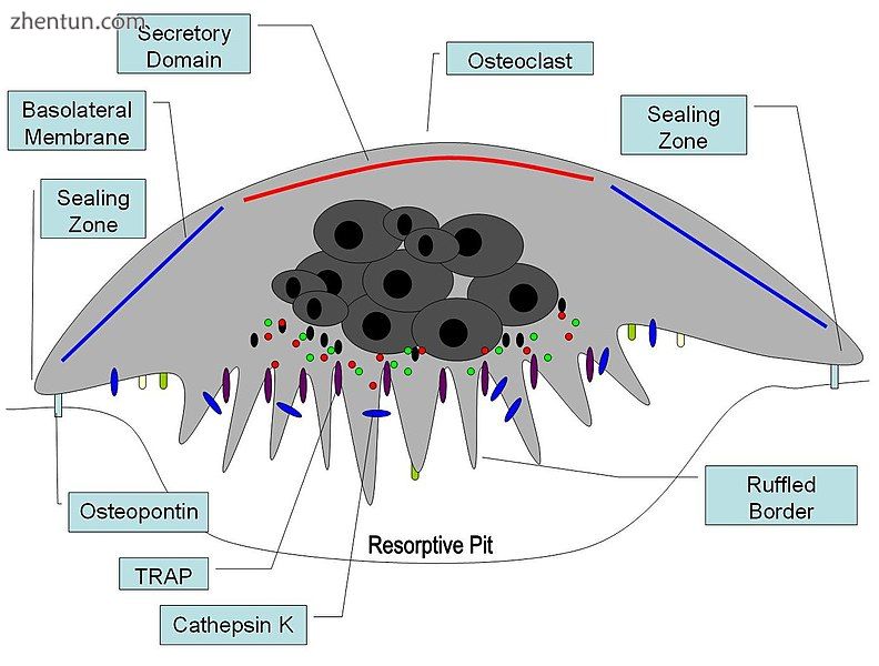 Illustrated cross-section of an activated osteoclast.jpg