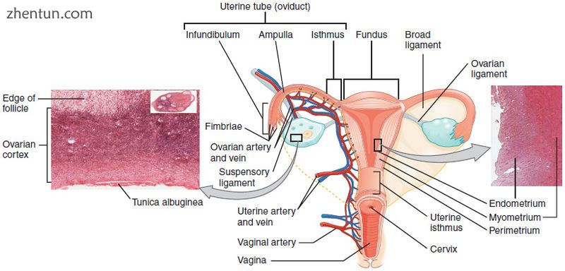 Cervix in relation to upper part of vagina and posterior portion of uterus., sho.jpg