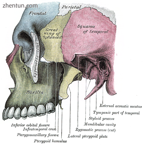 Left infratemporal fossa..png