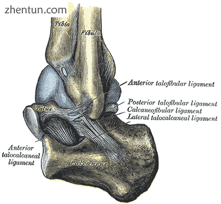 Left talocrural joint.png