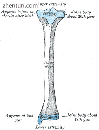 Plan of ossification of the tibia. From three centers..png