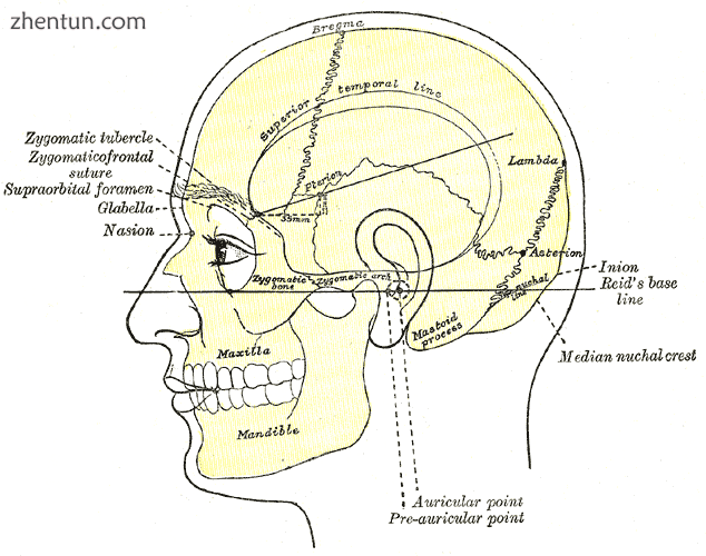Side view of head, showing surface relations of bones. (Mastoid process labeled .png